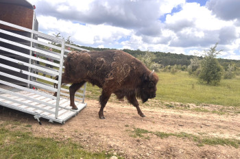 Zubří samice ze Zooparku Chomutov rozšířila chov v milovické rezervaci