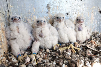 Sokolí farma Skupiny ČEZ: Letos se do světa rozletí 22 mláďat