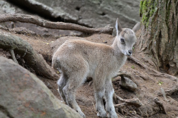 Zvířecí babyboom: Zoo Děčín je aktuálně plná mláďat