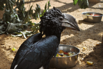 V Zoo Děčín můžete spatřit i další druh zoborožce