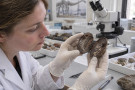 V dinosauřím trusu našli peří staré 66 milionů let