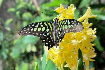 Ženy mají 8.března v Zoo Děčín vstup jen za polovinu