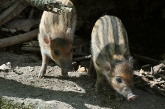V Zoo Děčín jsou po 14 letech znovu selata vzácných „punkerů“