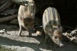 V Zoo Děčín jsou po 14 letech znovu selata vzácných „punkerů“
